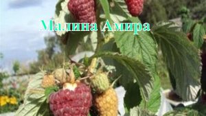 Малина Амира