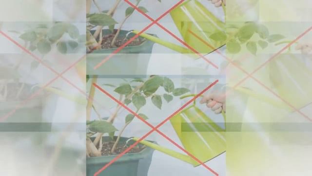 АДЕНИУМ ТУЧНЫЙ или Роза пустыни. Уход в домашних условиях смотреть онлайн