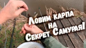 Ловим карпа на Секрет Самурая! |  Klev100