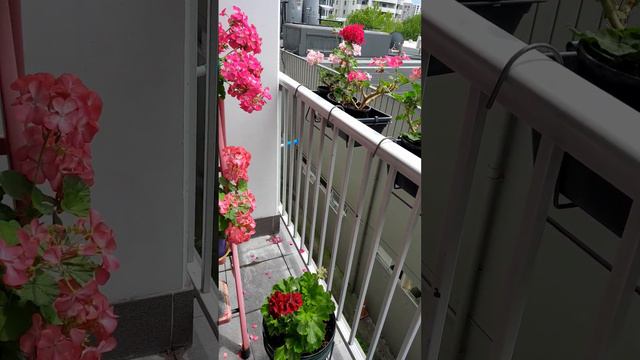 Получился сказочной красоты кустик герани смотреть онлайн