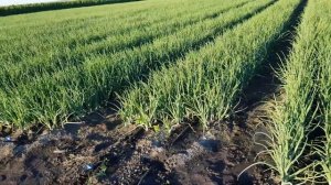 Лук боско, лук темптейшн ч.2