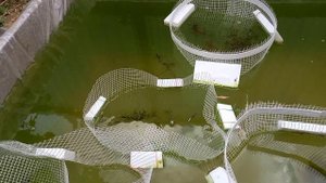 Рыбки в бассейне ,сделал купол.