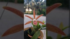 Cattleya araguaiensis