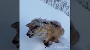 дикие животные замерзают в Сибири