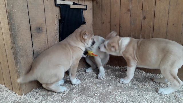 Детки выращенные с Душой!😊 смотреть онлайн