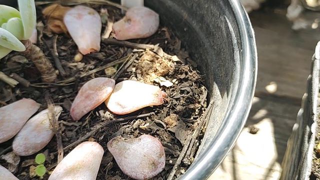 reproducción de Echeverría Laui смотреть онлайн