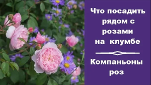 ❀ Что посадить рядом с розами на клумбе. Компаньоны роз