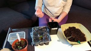 Ранунклюс часть 2 пересадка
