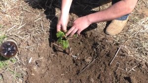 Посадка саженцев винограда весной