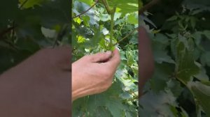 Виноград "Красотка". Повторное пасынкование лозы для лучшего её вызревания и вентиляции.