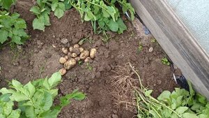 Самый ранний сорт из трех сортов картофеля. Мои эксперименты с картофелем.