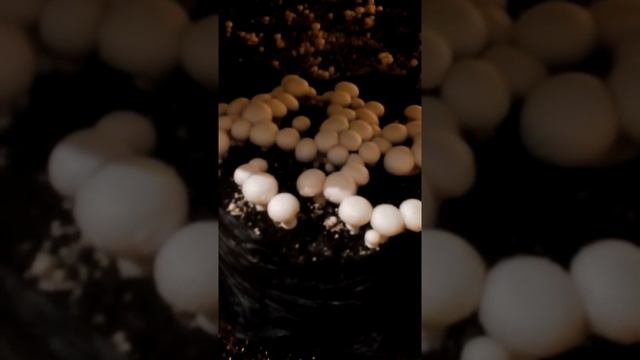 Сбор урожая. Как правильно обрывать шампиньоны. смотреть онлайн