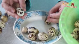 Отбираем инкубационное яйцо перепелов