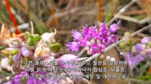 산부추(Mountain leek)의 놀라운 효능 ㅡ 갑상선, 간, 강장, 심혈관 질환, 항암에 뛰어나요