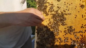 ПЕНОПЛАСТ КОТОРЫЙ НЕ ГРЫЗУТ ПЧЕЛЫ