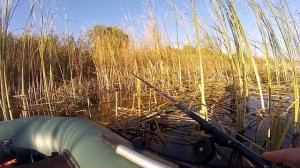 СВЕЖАК!!! ЛЕТНЯЯ МОРМЫШКА РЫБАЛКА В КАМЫШАХ С ЛОДКИ