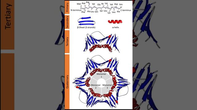 Protein structure | Wikipedia audio article смотреть онлайн