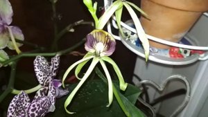 encyclia cochleata