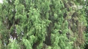 Дизайн для маленького сада. Сайт "Садовый мир"