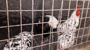 Бизнес на курах породистых инкубационное яйцо и цыплята