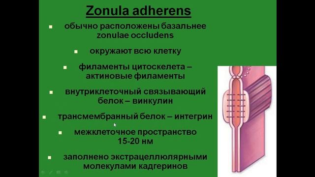 Межклеточные контакты. Адгезионный тип. Поясок адгезии. Десмосома. Полудесмосома.