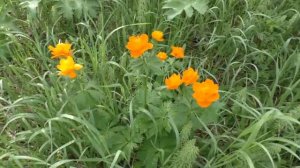 Травы, травы, травы не успели...Шаинский.