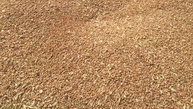 Продажа пшеницы! Отгрузка зерна! Обстоятельства или кто, украл зерно!