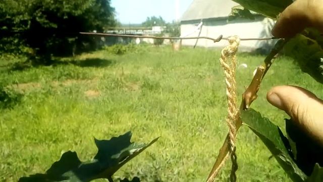 Что делать если сломалась лоза на винограде?