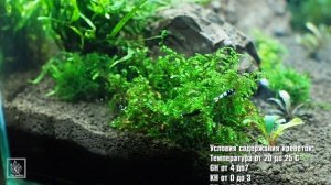 Запуск аквариума для креветок Тайваней