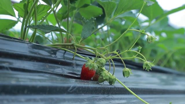 ТАҶРИБАИ ПЕШҚАДАМ ДАР БОРАИ ҚУЛФИНАЙ (КУЛУБНИКА) ш. ТОШКАНД смотреть онлайн