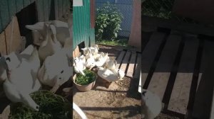 Условия содержания мулардов.