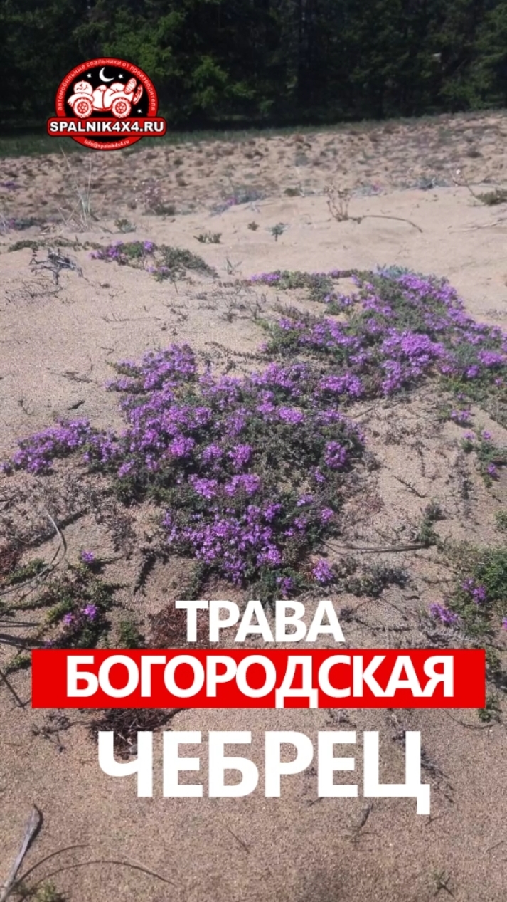 Шаманская 🌿 трава для бани и чая. Путешествие из Владивостока на Байкал. ##Spalnik4x4