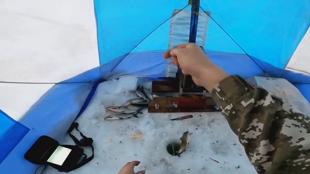 Прорвало СИГовый ТРУБОПРОВОД.? Попал на Сумасшедший клёв. #сиг #рыбалка #енисей смотреть онлайн