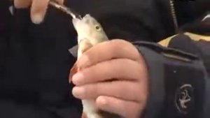 Виды проводки для ловли окуня