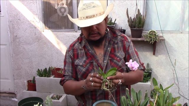 Mounting phalaenopsis to branch смотреть онлайн