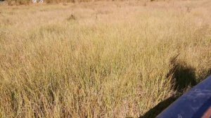 испытываем каракат по болоту, едем за клюквой