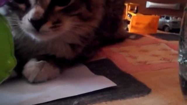 Кссный катёнок смотреть онлайн