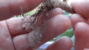 ДЕНЕЖНОЕ ДЕРЕВО ТОЛСТЯНКА.  РАЗМНОЖЕНИЕ ЧЕРЕНКАМИ.