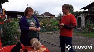 ФРАНЦУЗСКИЙ БАРАН. Как отличить чистопородного барана от помесного.