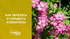 Как обрезать и укрывать клематисы