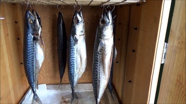Холодное копчение рыбы в зимний период