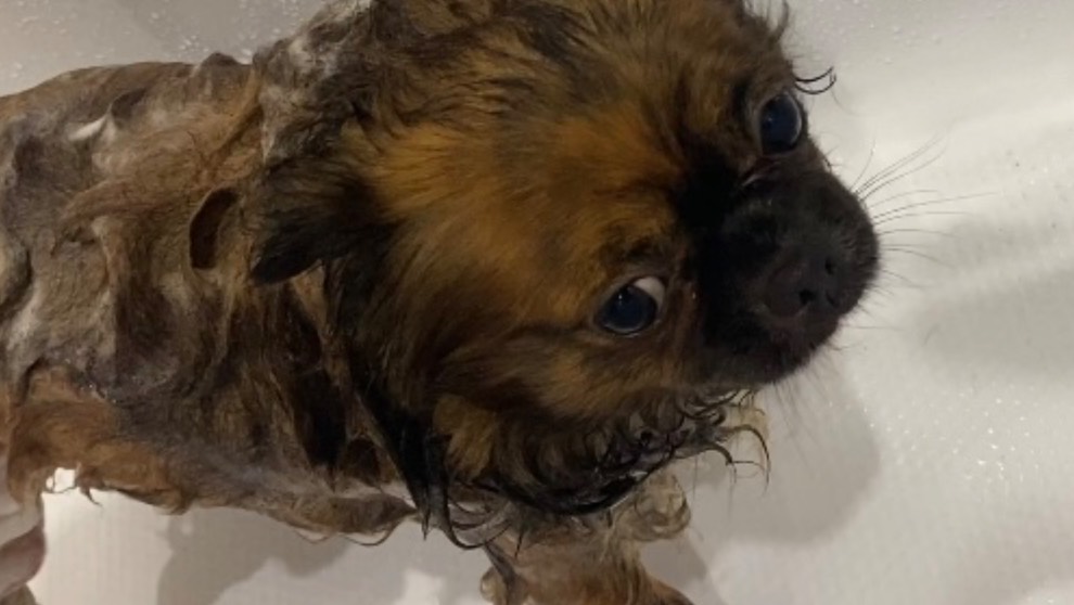 Купание чихуахуа смотреть онлайн