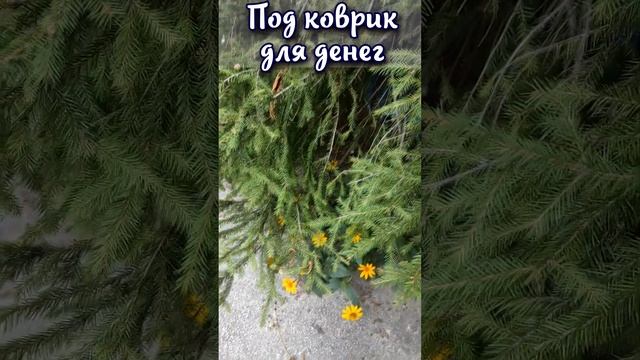 Что нужно положить под коврик чтобы водились деньги
