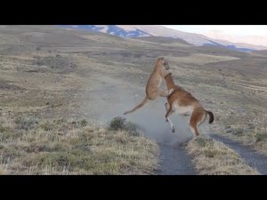 ГОРНЫЙ ЛЕВ В ДЕЛЕ, И другие удивительные случаи с животными, снятые на камеру!