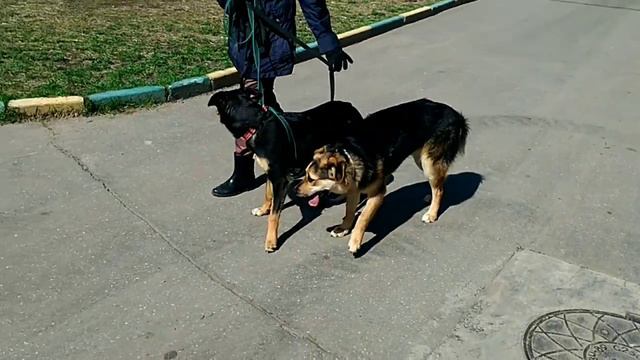 Ливия и Лайма, апрель 2018, Кожуховский приют смотреть онлайн