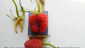 Малина Маросейка