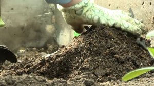 Тонкости посадки огуречной рассады. Дачные сезоны с Мариной Рыкалиной