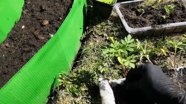 ТАКАЯ КЛУМБА БУДЕТ РАДОВАТЬ ВАС ВСЕ ЛЕТО смотреть онлайн