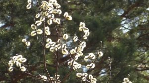 Настрой от брадикардии  2 ч.   Сытин Г.Н. (без муз.)