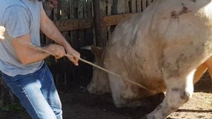 Сдали огромного ШАРОЛЕ 1180 кг